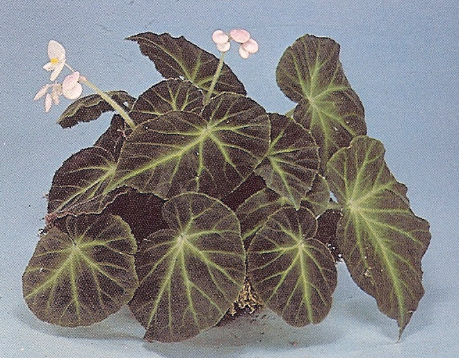 B. ‘Serlis’